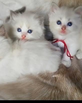 Gattini occhi blu dei Ragdoll