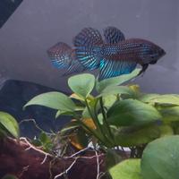 Betta Mahachai