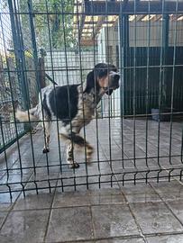 Setter pronta caccia