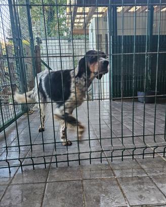 Setter pronta caccia