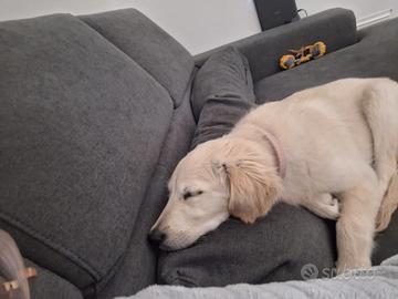 Cucciola Golden Retriver