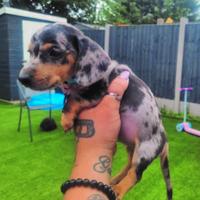 Cuccioli di bassotti merle M e F