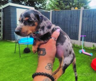 Cuccioli di bassotti merle M e F