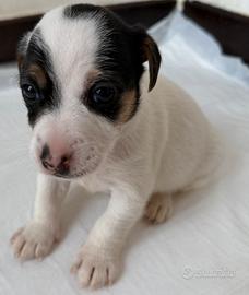 Jack Russel Terrier Femmina