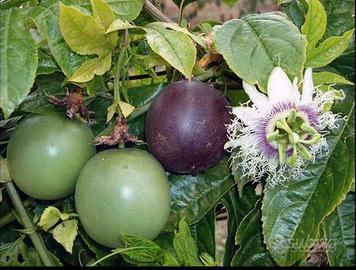 Passiflora Melograno Lampone Longan Annona 