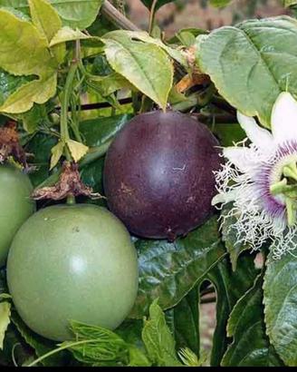 Passiflora Melograno Lampone Longan Annona 