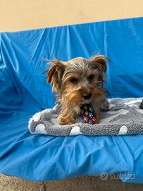 Yorkshire toy e MINY