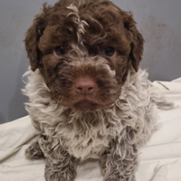 Lagotto Romagnolo