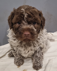 Lagotto Romagnolo