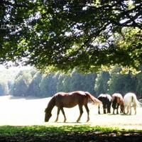 Villetta immersa nel verde 700mt Rocca di Botte