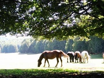Villetta immersa nel verde 700mt Rocca di Botte