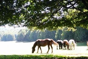 Villetta immersa nel verde 700mt Rocca di Botte