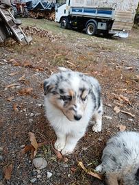 Cuccioli pastore australiano