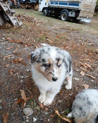 Cuccioli pastore australiano