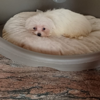 Maltese