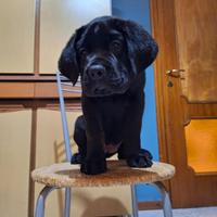 Cucciola cane corso