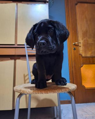 Cucciola cane corso