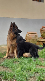 Cuccioli pastore tedesco pelo lungo Pedigree