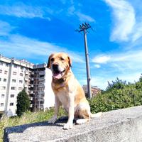 Accoppiamento Labrador
