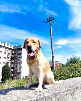Accoppiamento Labrador