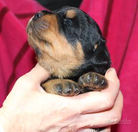 Cucciolo Rottweiler con pedigree