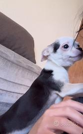 2 chihuahua di razza