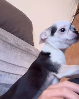 2 chihuahua di razza