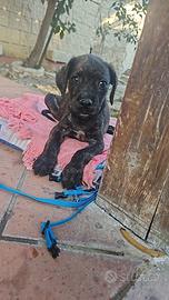 Cucciolo meticcio maschio