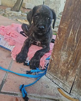 Cucciolo meticcio maschio