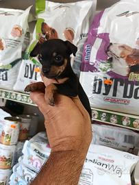 Cuccioli di pincher chihuahua