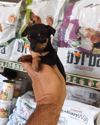 Cuccioli di pincher chihuahua