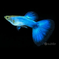 Guppy show Blue singa