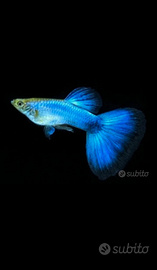 Guppy show Blue singa