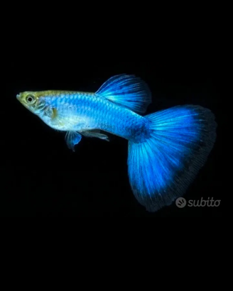 Guppy show Blue singa