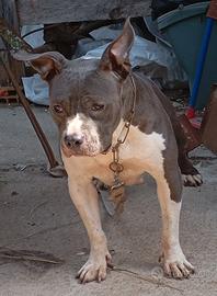 Amstaff blu femmina