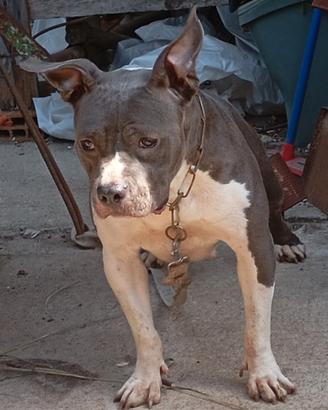 Amstaff blu femmina
