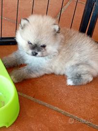 Pomerania