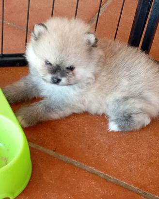 Pomerania