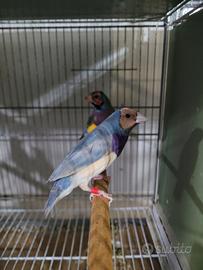 Diamanti di gould e diamanti mandarini
