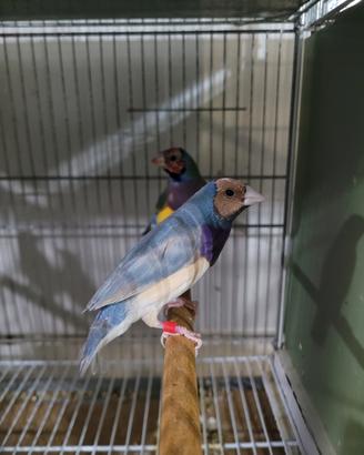 Diamanti di gould e diamanti mandarini