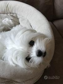 Cucciola Maltese Toy
