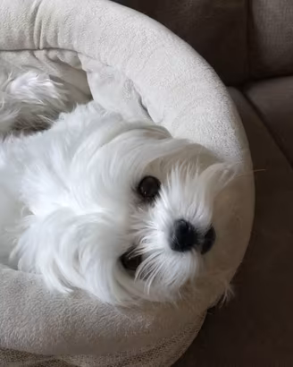 Cucciola Maltese Toy