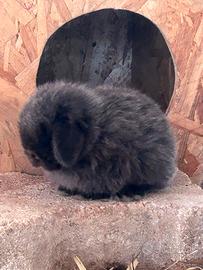 Coniglio nano minilop dark sable