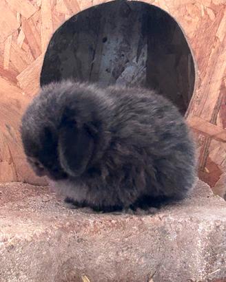 Coniglio nano minilop dark sable