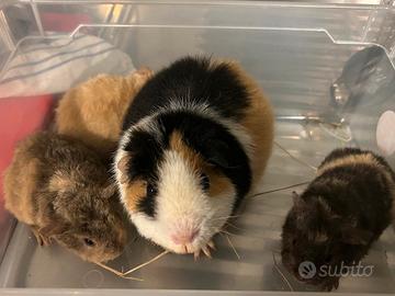 Porcellini d'India razza Teddy