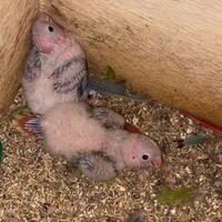 Pulli pappagallo phirrura