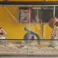 Coppia Minighiro con teca