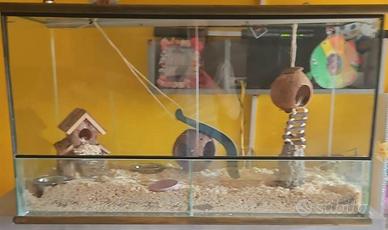 Coppia Minighiro con teca