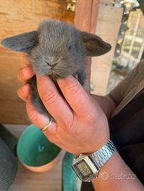 Coniglio ariete nano