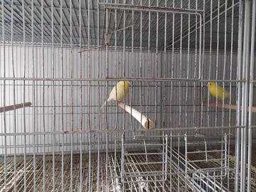 Coppie Canarini Giallo Avorio